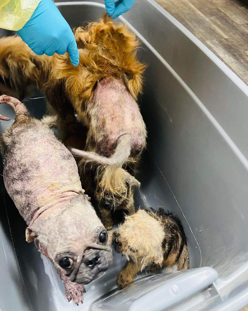 ThisIsHoustonTX's tweet photo. This precious family are recent owner surrenders to us &amp; were living with Ellie (the Pug who is walking on her elbows). This Terrier momma, now named Nelly, tried so hard to take good care for her babies until sarcoptic mange made its way into their life &amp; nearly covered their https://t.co/LRSDHsCN08