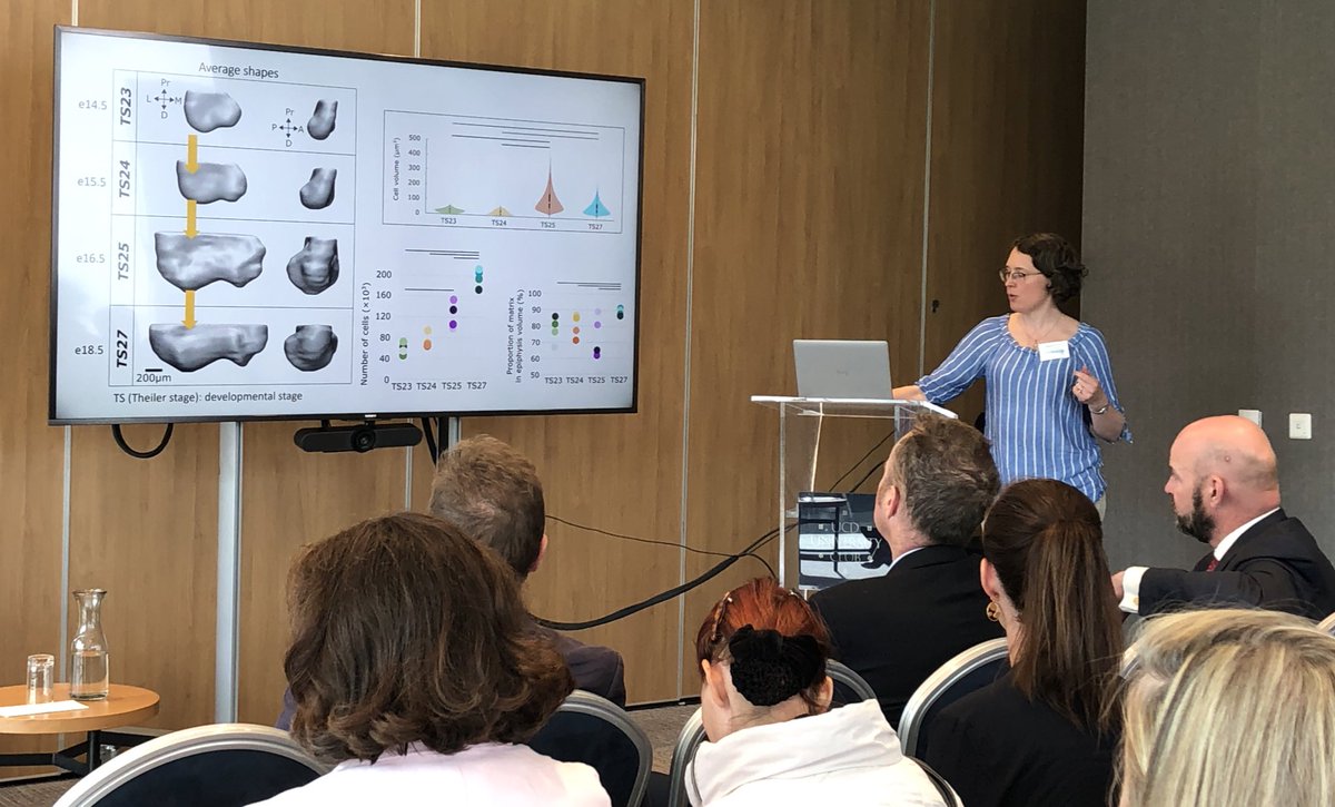 UCD_Conway's tweet image. Using #imaging & #computationalmodeling to look at joint development in neonates - @NiamhNowlan on her projects funded by @UCD_ISSF