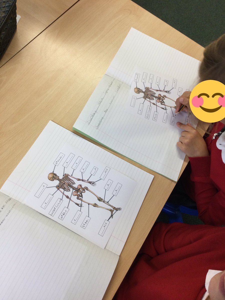 MD_Class3's tweet photo. In Science this afternoon we having been continuing our new science topic ‘Animals including humans’ and have labelled the human skeleton 🩻 🦴 
@MillDamSchool #MDscience https://t.co/Hg5IApa6qr