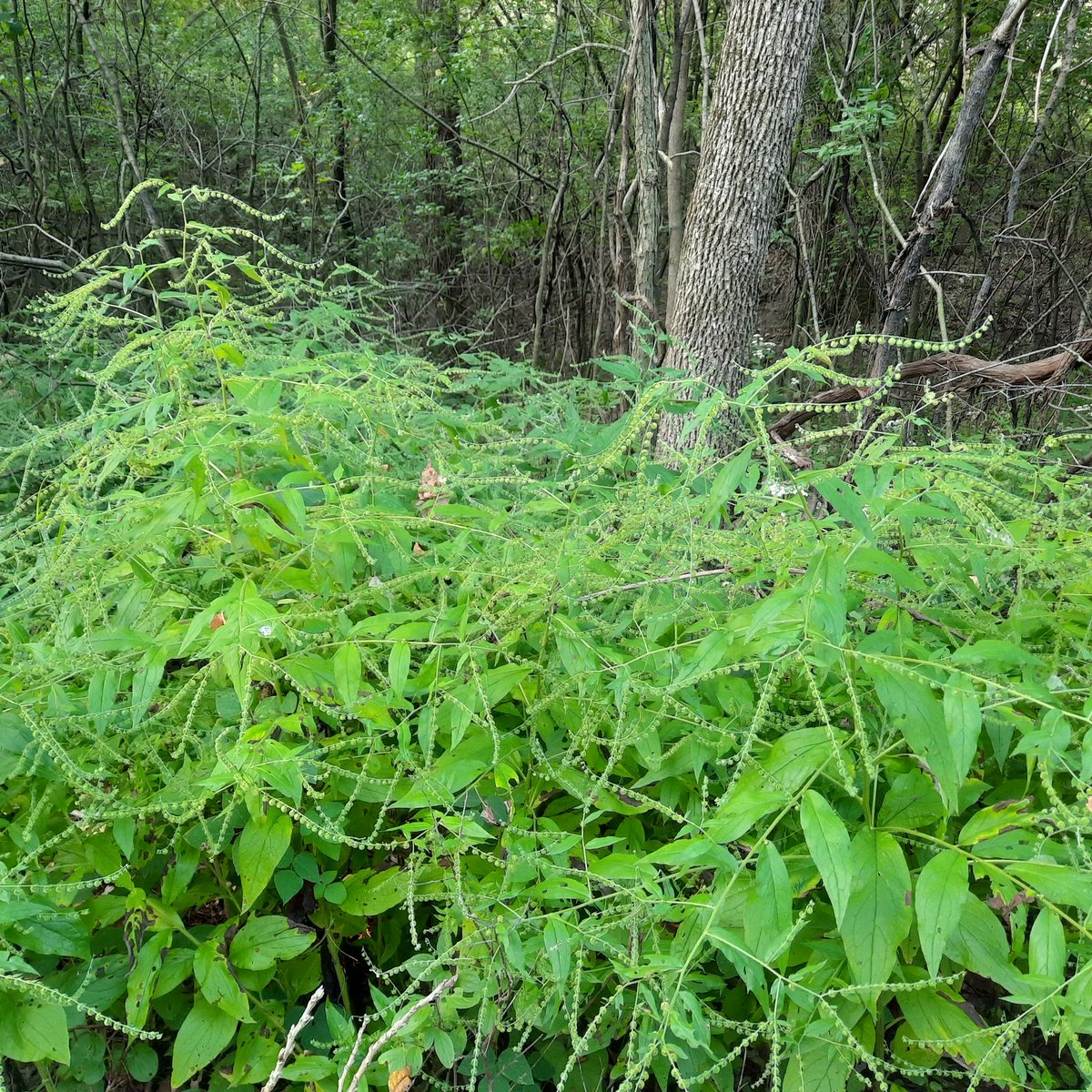 SAMOD2222's tweet photo. Some may see a pretty, thriving plant. But it just makes me think of clothing I had to throw away. π’ #trailrunning #noxiousplants #seedpods https://t.co/SZpA13WxhB