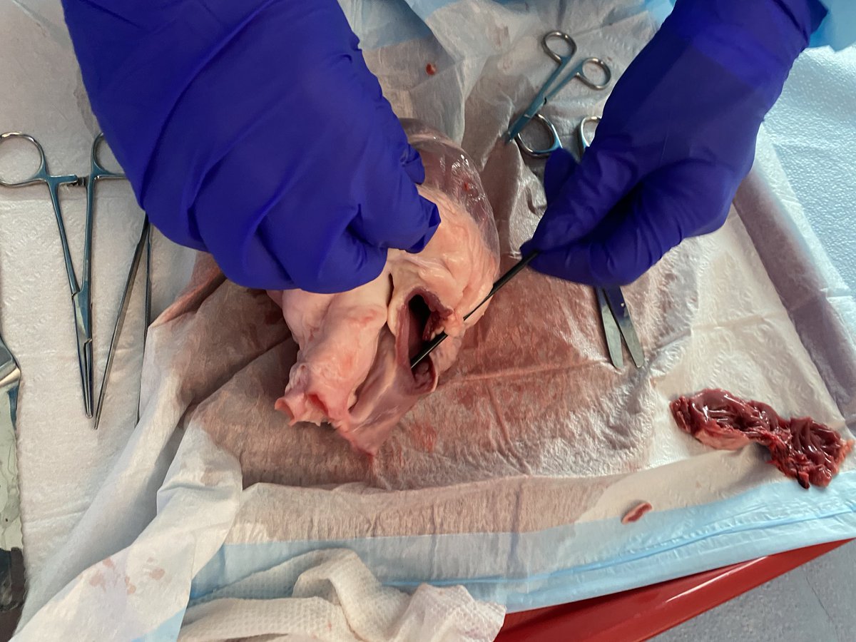 CCF School of Cardiac Ultrasound tweet media