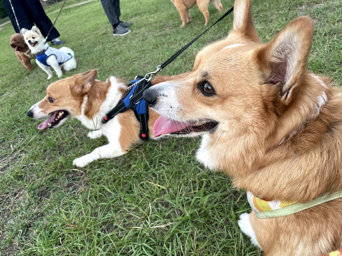 RC091214's tweet photo. 会社の人と一緒にドッグラン行った後
公園お散歩したら
可愛いコギちゃんに出会いました(՞ ̳o̴̶̷̤  ̫ o̴̶̷̤ ̳՞)
リオンいっぱい遊べて満足したみたい♪♪

#コーギー
#ドッグラン
#ジャックラッセルテリア https://t.co/FmCIFGT3fd