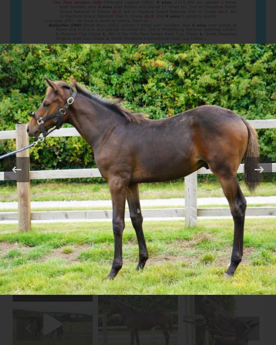 BeswickBrothers's tweet photo. Another lovely young broodmare for sale on @thorough_bid Friday, 7yo Vain Girl out of black type mare Line Freedom. She has a smashing Frammassone colt at foot and is back in foal to Frammassone #Frammassone #lotsofpotential https://t.co/9CCD5K59id