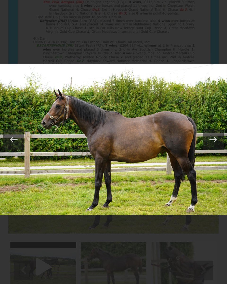 BeswickBrothers's tweet photo. Another lovely young broodmare for sale on @thorough_bid Friday, 7yo Vain Girl out of black type mare Line Freedom. She has a smashing Frammassone colt at foot and is back in foal to Frammassone #Frammassone #lotsofpotential https://t.co/9CCD5K59id