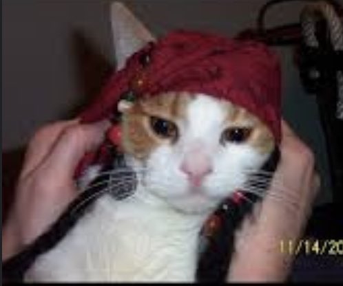 curlycarli83's tweet photo. #JohnnyDeppRises #JohnnyDeppWithKittens #JohnnyDeppWithCats #DeppMovieNight #TalkLikeAPirateDay #HoistTheColoursHigh https://t.co/05HAGD4K89