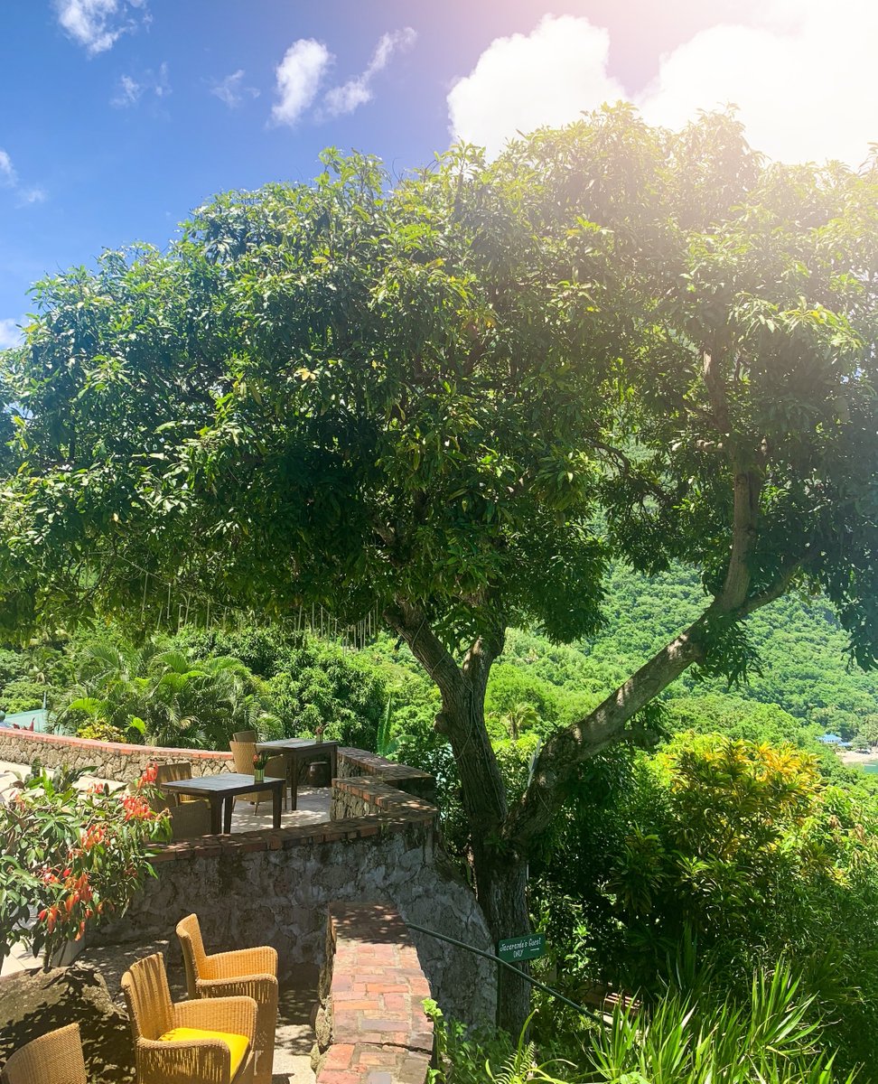 Stonefield_Res's tweet photo. Have you tried our Mango Tree Burger? 🤤 If you want some unforgettable flavour we highly suggest it 😍

#stonefieldvillaresort #escaperelaxrejuvenate #saintlucia #farmtotable #foodmood https://t.co/zaBH76Ph4i