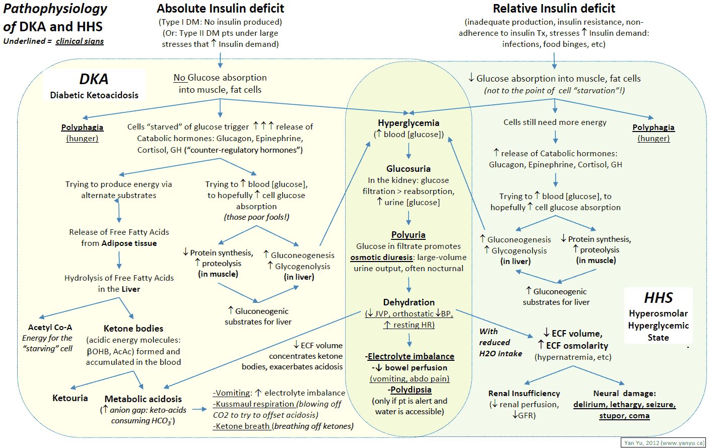 Cetosis acidosis metabòlica diabetes