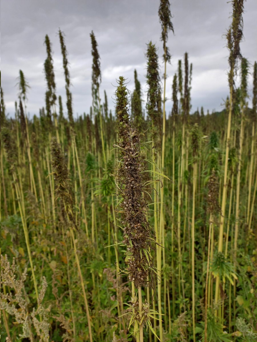 maisonsetcites's tweet image. Nous organisons aujourd'hui un voyage de presse pour faire découvrir le #bétondechanvre (#ecomatériau utilisé pour isoler les #logements) et notre projet de création d'une filière de production en @hautsdefrance. 1ère étape : un site de production à #Fricamps avec @noriapcoop