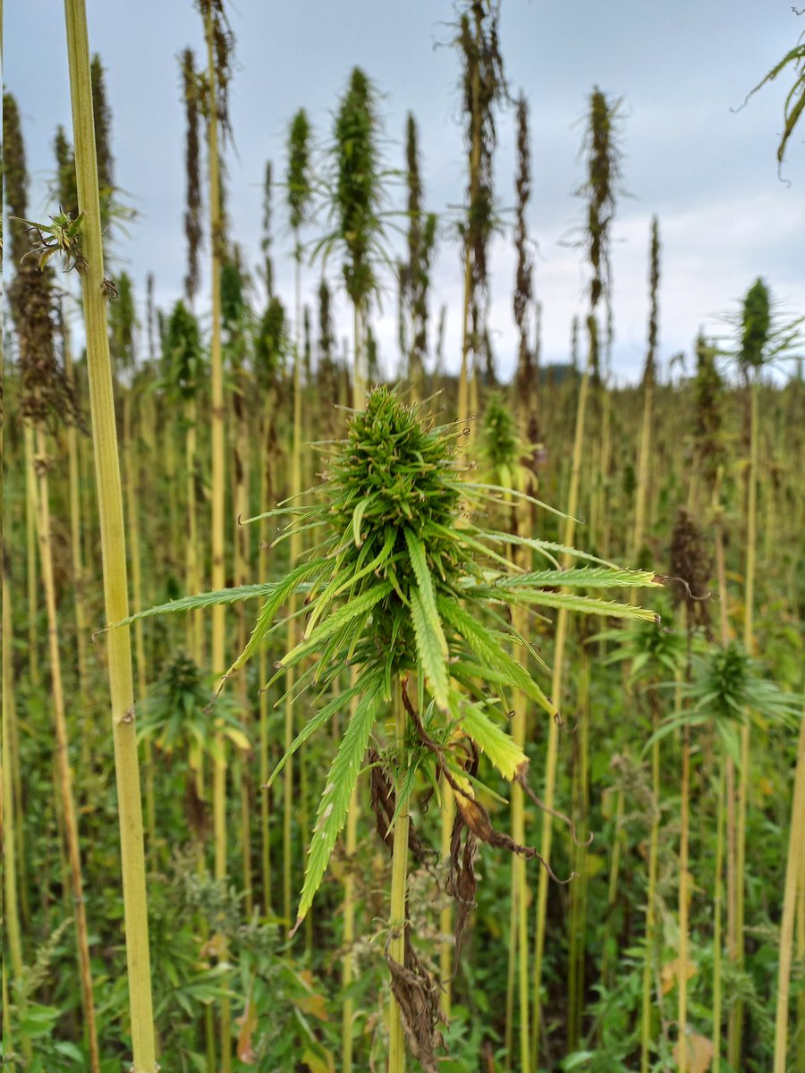 maisonsetcites's tweet image. Nous organisons aujourd'hui un voyage de presse pour faire découvrir le #bétondechanvre (#ecomatériau utilisé pour isoler les #logements) et notre projet de création d'une filière de production en @hautsdefrance. 1ère étape : un site de production à #Fricamps avec @noriapcoop