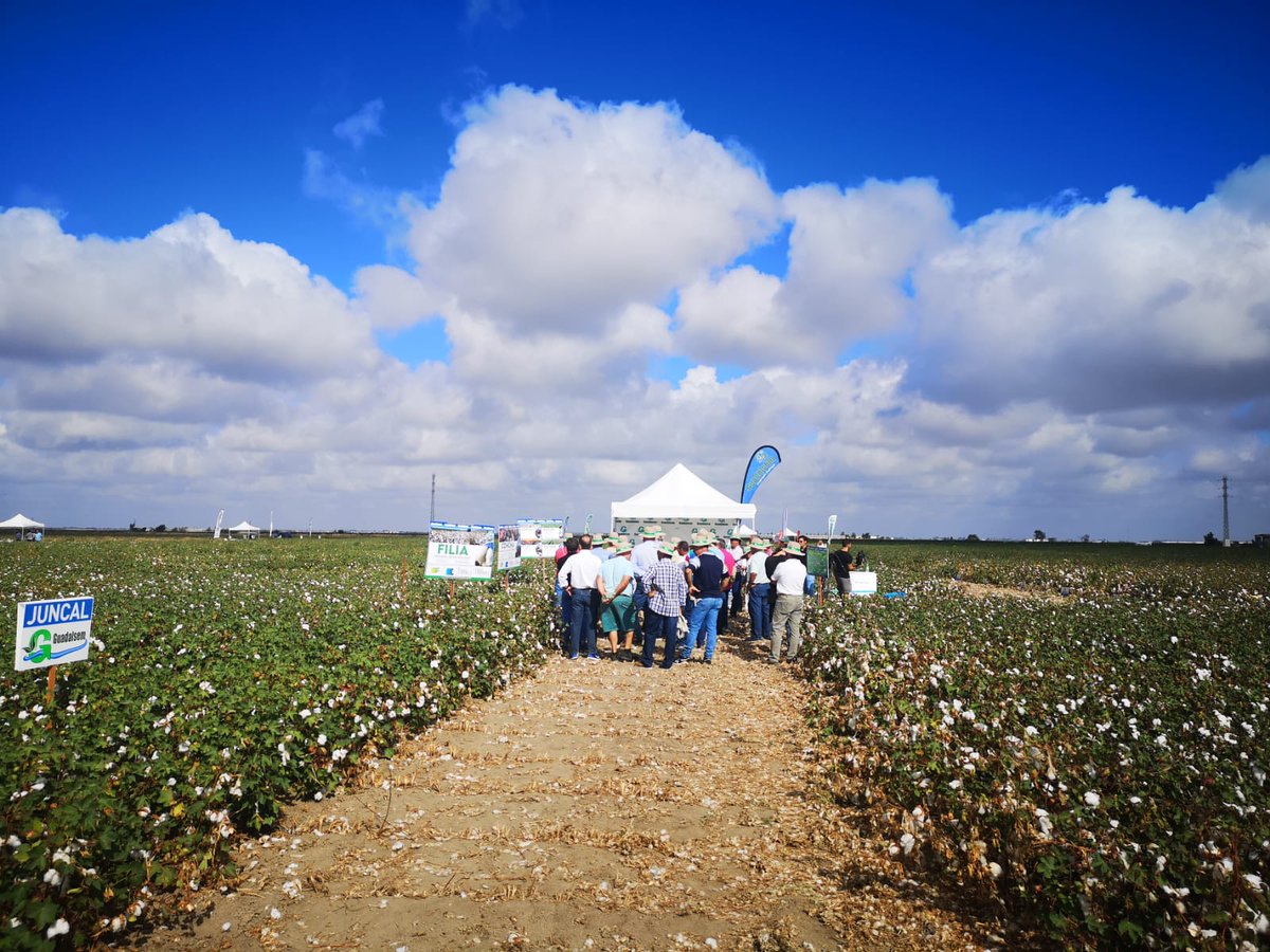 CuadernoAgrario's tweet photo. 📹Hacemos el circuito de @guadalsem en #IXExpoalgodon en #Lebrija, #Sevilla 🌱💨 https://t.co/VhCmLNjUub