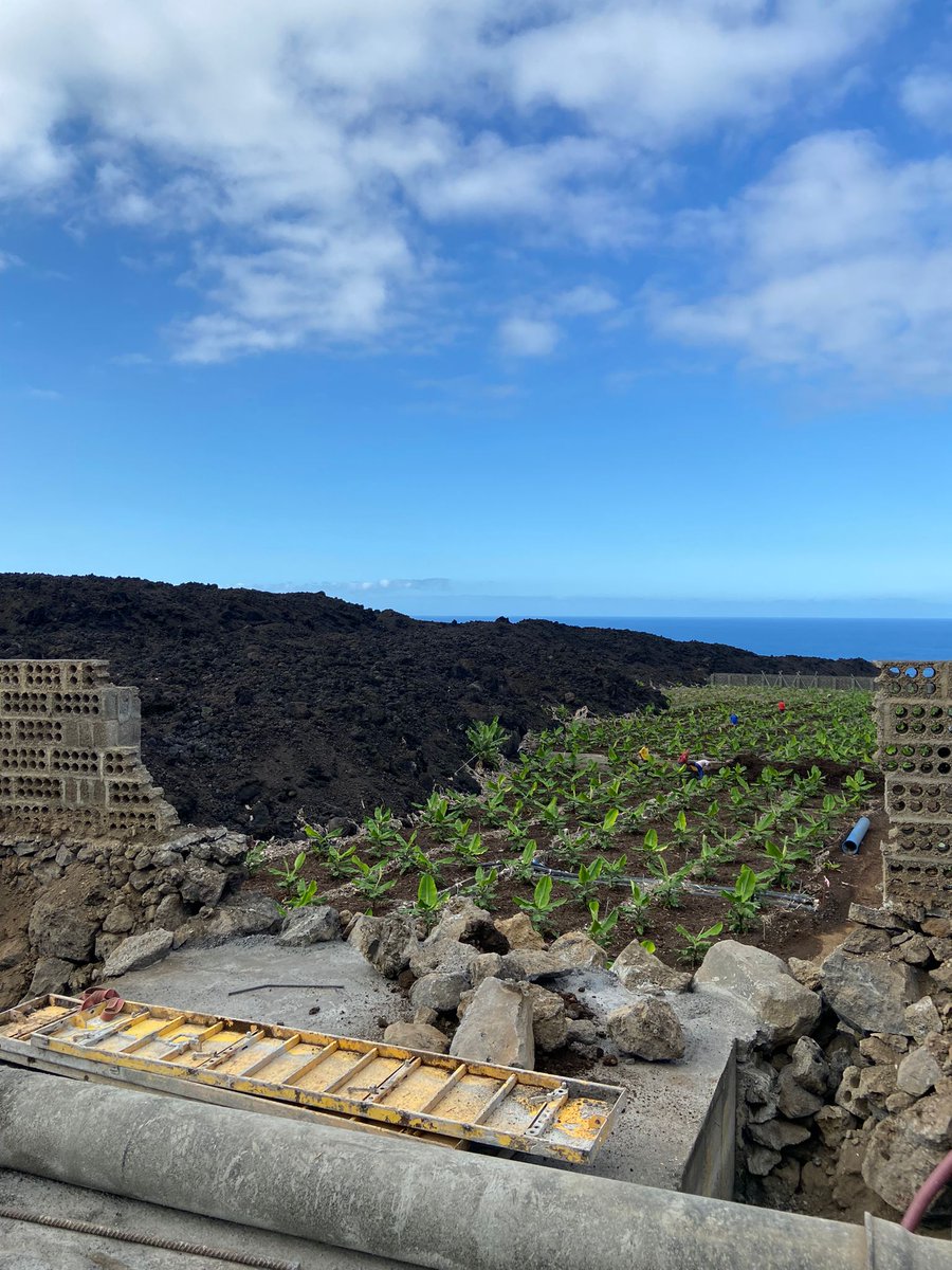 Hoy tenemos visita ¡y muy especial! 😊 Parte del equipo de @5aldiaspain ha venido a #LaPalma para visitar nuestros cultivos y nuestras instalaciones. Hemos comenzado en las fincas recuperadas tras el volcán, en las que la lava se funde con las nuevas resiembras. #TodosConLaPalma