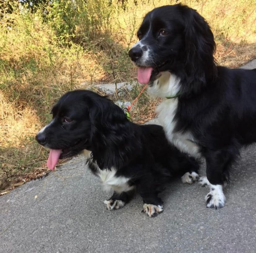 badiskoo's tweet photo. Bu iki bebeği terketmişler.Eğitimliler,dişi. Şu an birinin himayesinde ancak kendisinin de köpeği oldugundan ve annesine baktığından ilgilenemiyor. Kısırlastırma şartı ile onları ömür boyu sevebilecek yuvalarını arıyoruz. Tercihen beraber yoksa ayrı olarak sahiplendirilebilir https://t.co/hRJG3sSDiI