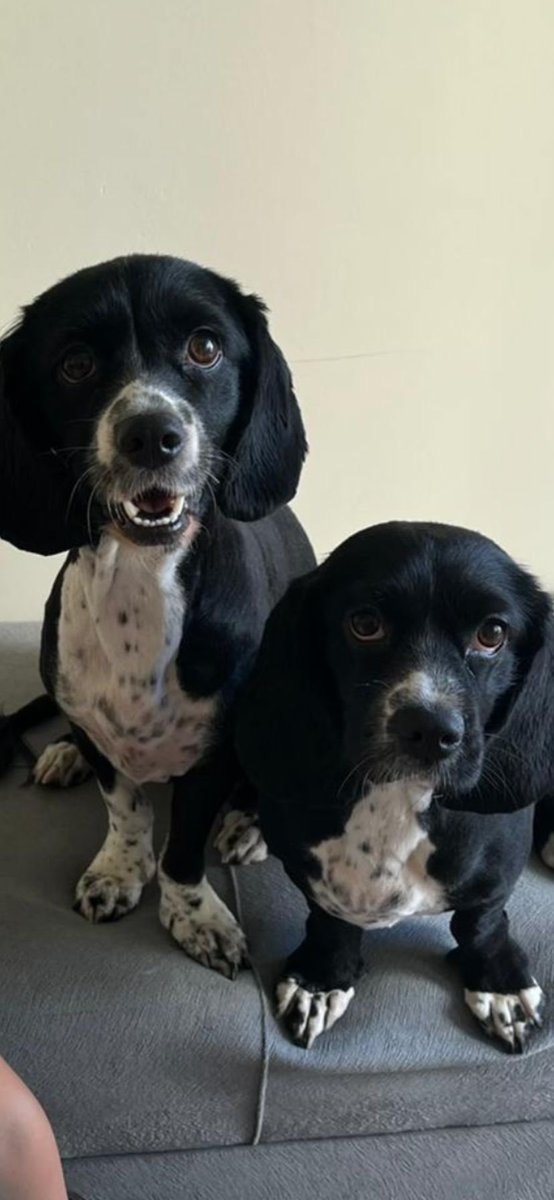 badiskoo's tweet photo. Bu iki bebeği terketmişler.Eğitimliler,dişi. Şu an birinin himayesinde ancak kendisinin de köpeği oldugundan ve annesine baktığından ilgilenemiyor. Kısırlastırma şartı ile onları ömür boyu sevebilecek yuvalarını arıyoruz. Tercihen beraber yoksa ayrı olarak sahiplendirilebilir https://t.co/hRJG3sSDiI