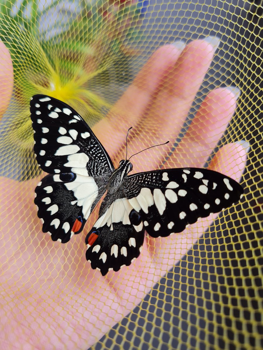 meelovan_'s tweet photo. 🦋💛 https://t.co/NZRnuokPUT