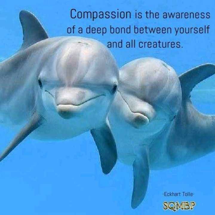 janischshane's tweet photo. @KunitoSeko 🙏🙏  
#DolphinWarrior
#DolphinDefender

DM for credit or Removal https://t.co/ci4XwuWDmX