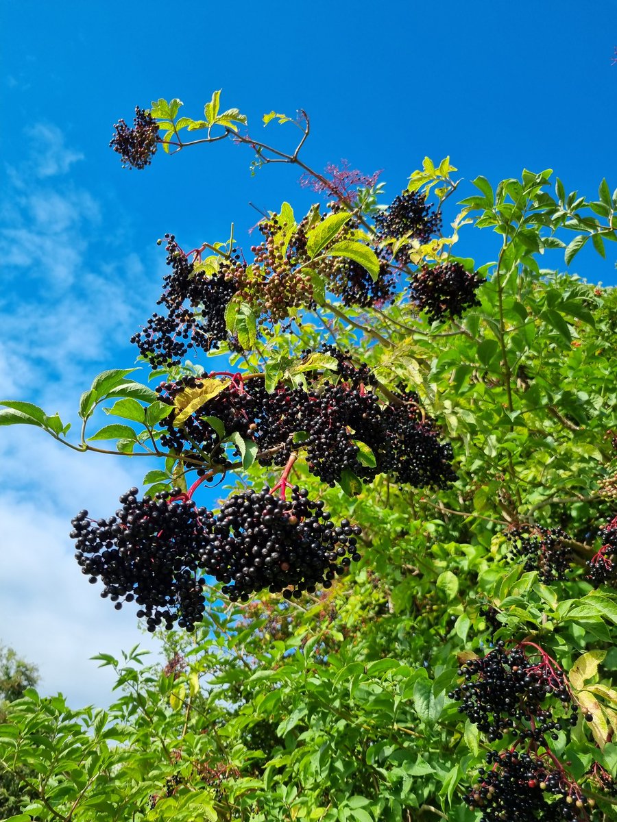 _steve_g81's tweet photo. Successful morning collecting Elderberries for my homemade winter tonic #forage #foodforfree #Elderberry #GogleddCymru https://t.co/nnjFtdLm0E