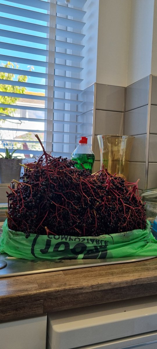 _steve_g81's tweet photo. Successful morning collecting Elderberries for my homemade winter tonic #forage #foodforfree #Elderberry #GogleddCymru https://t.co/nnjFtdLm0E
