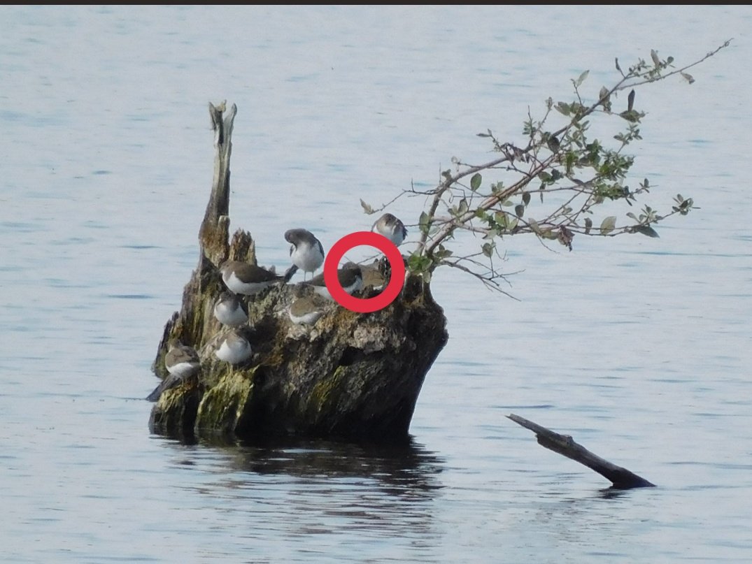Josh_LJenkins's tweet photo. @NicholasGalley Super stealth sandpiper? 🤔 https://t.co/8hdDEH9QTb