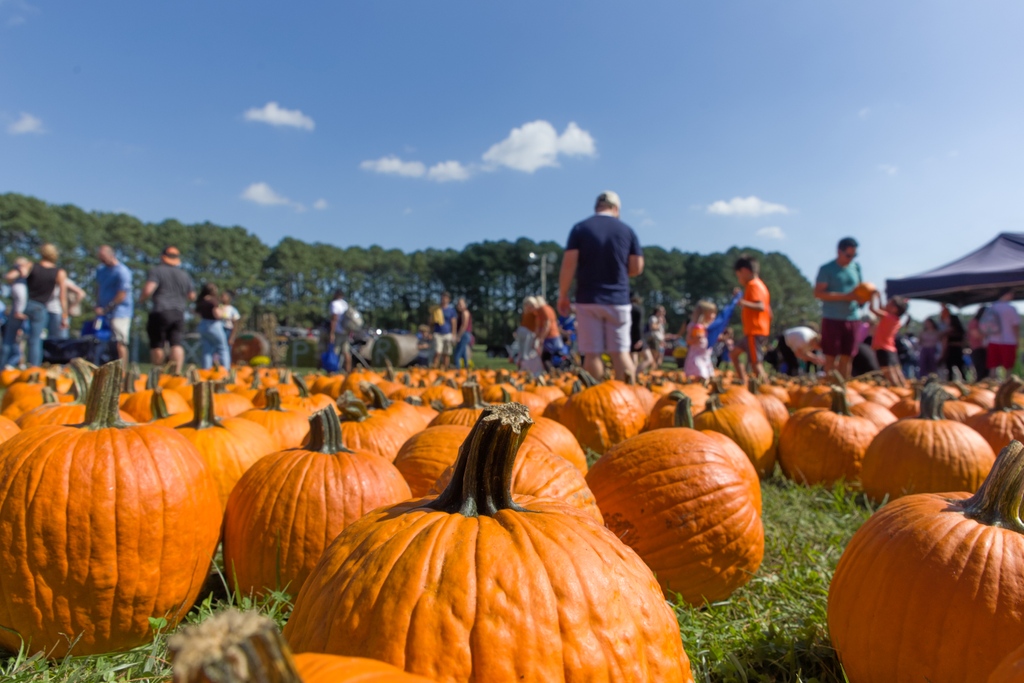 ShopLocRaleigh's tweet photo. 1 month until #FallingForLocal! 🍁🎶🍻🎃
🗓 Oct 15
🕚11-6
📍@dixpark

Falling for Local is FREE to attend and presented in partnership by City of Raleigh Parks, Recreation and Cultural Resources, Shop Local Raleigh, &amp; Dix Park Conservancy.

https://t.co/5ph9RchlAV https://t.co/k59L7l8hVc