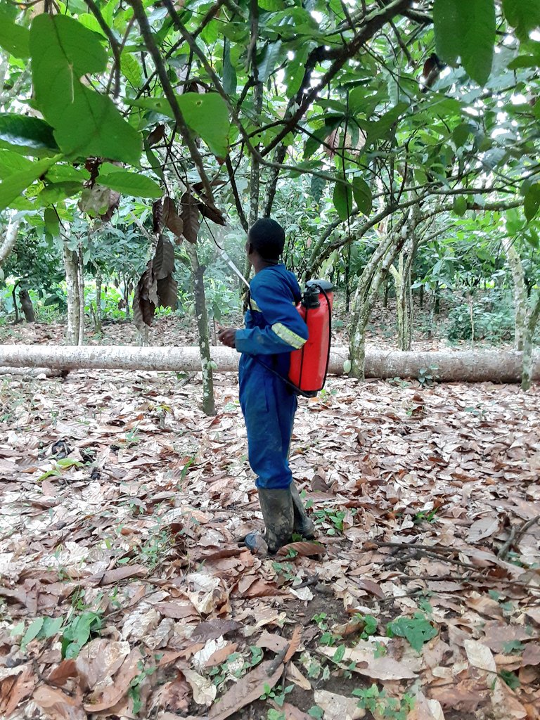 CocoaKrachie's tweet photo. Days work: application of Fungicide, this forms a protective covering for the Cocoa pods against any fungal infection (Anonom). 

#ClimateSmartCocoa 
#CocoaKrachie https://t.co/IYs5osLioa