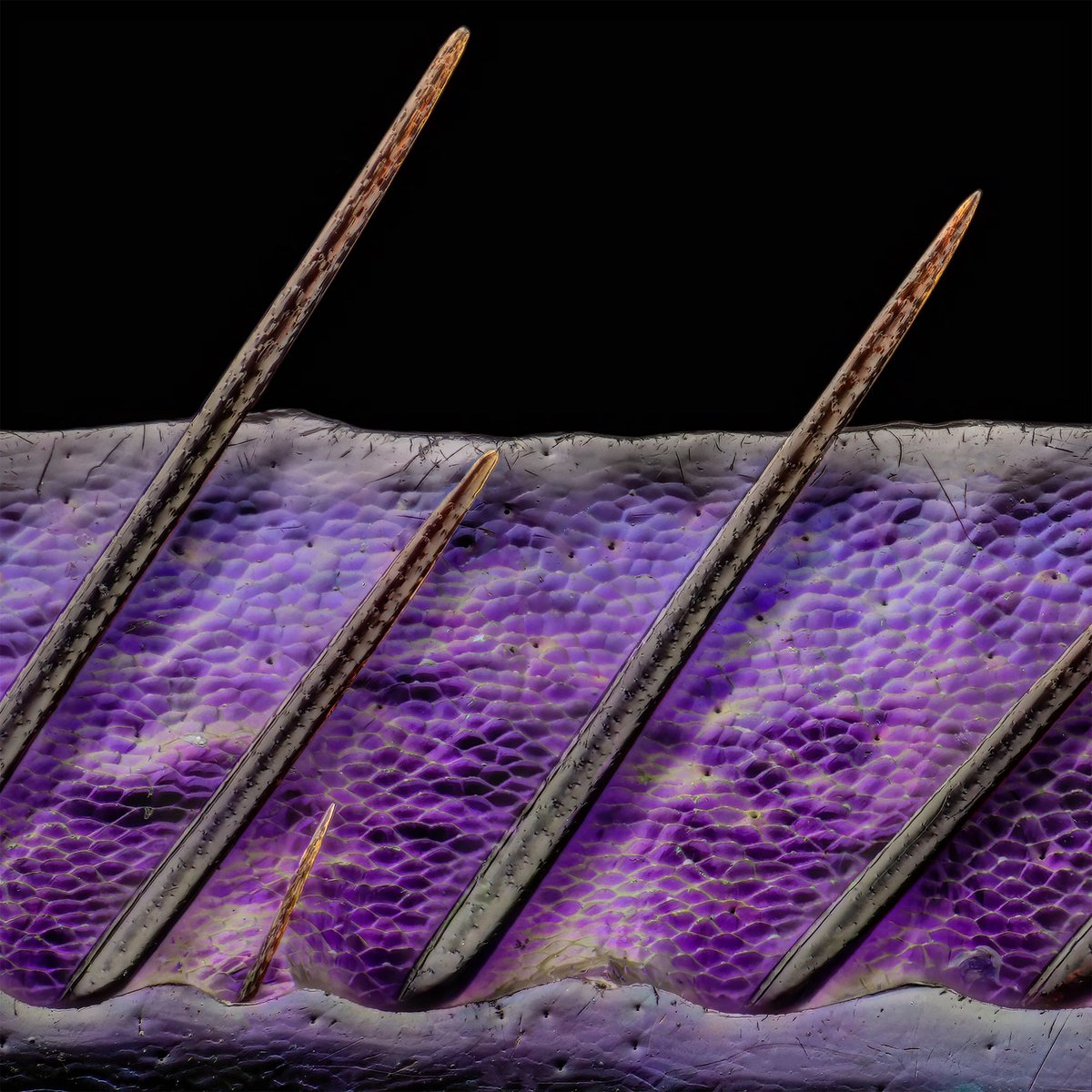 sagaOptics's tweet photo. Part from the frontleg of a dung beetle, Anoplotrupes stercorosus.

#coleoptera #beetle #dungbeetle #microscopy https://t.co/11tmKk9SWp