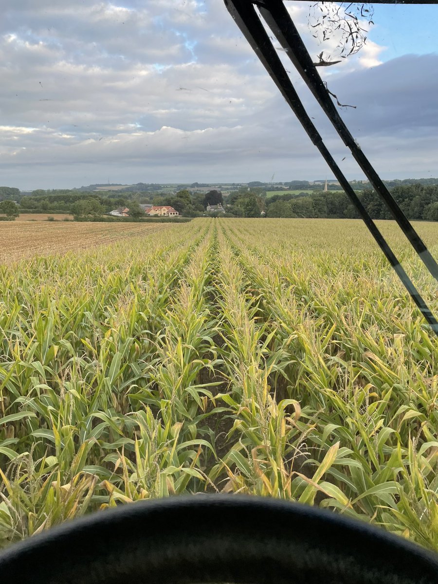 neilwalk's tweet photo. Morning rush hour queue #maize https://t.co/GP1IsO6PbW