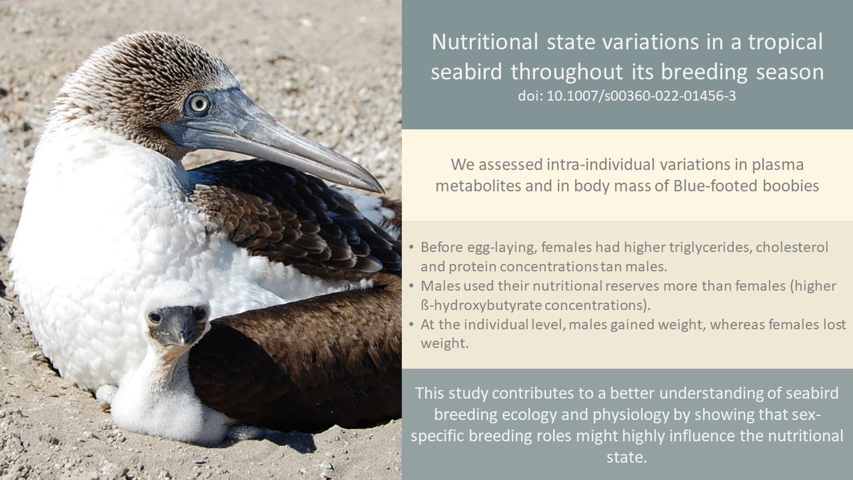 When I was still living in Sinaloa, I followed the reproduction and assessed the nutritional status of blue-footed boobies, want to see what we found?

See our new publication : link.springer.com/article/10.100…

Thanks <a href="/NinaDehnhard/">Nina Dehnhard</a> for your great support during writing!