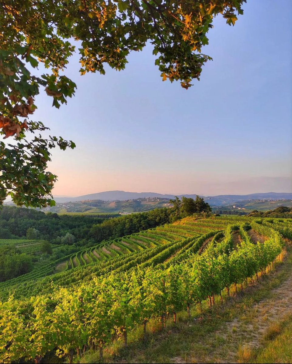 VisitFVG's tweet photo. 🍇 Nel Collio Goriziano, a Capriva del Friuli,  la tenuta #Russiz Superiore - Marco #Felluga.
👉 https://t.co/hUeY6Vu5bp
📷 IG di br8__fra
@MarcoFelluga 
#FVGlive #iosonofvg https://t.co/Rg9eG91Hh5
