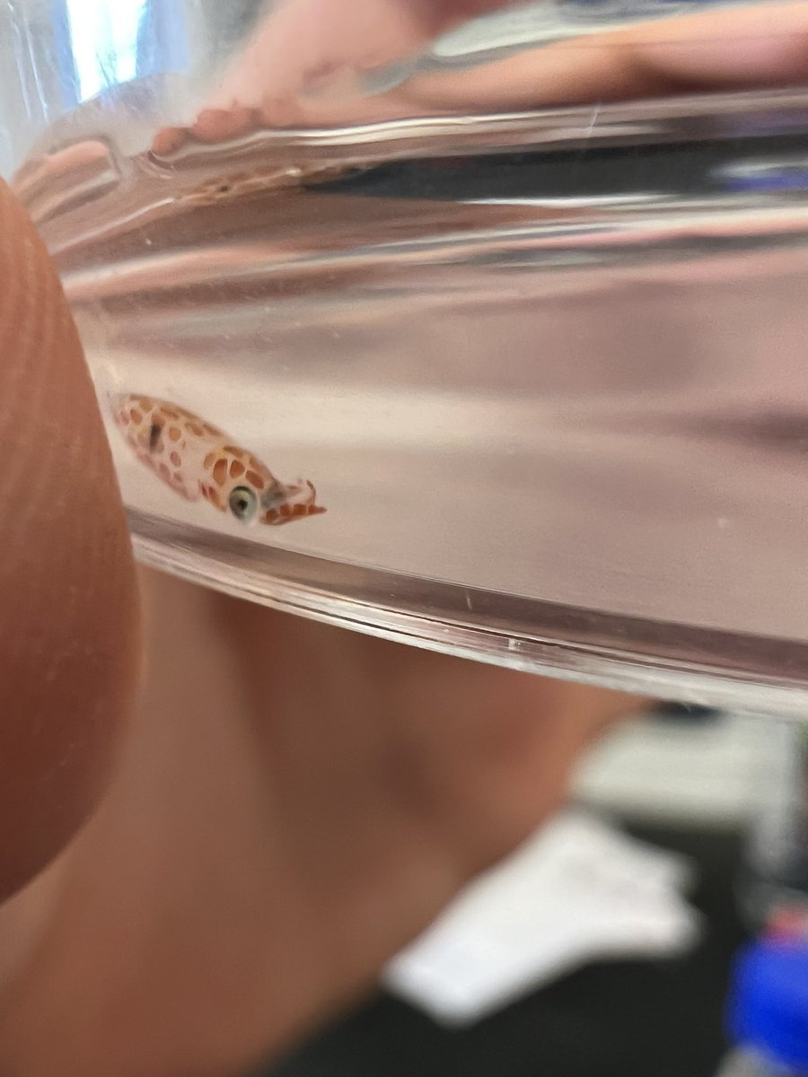 Tiny Loligo forbesii hatchlings. Chromatophores working hard to match to the only colour available (me) 🌈🦑 <a href="/marinestation/">St-AbbsMarineStation</a>