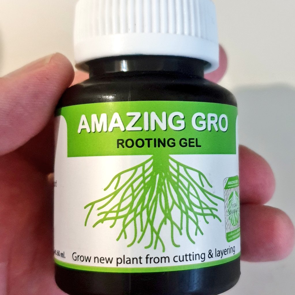 Mr. Thailand Grow tweet media