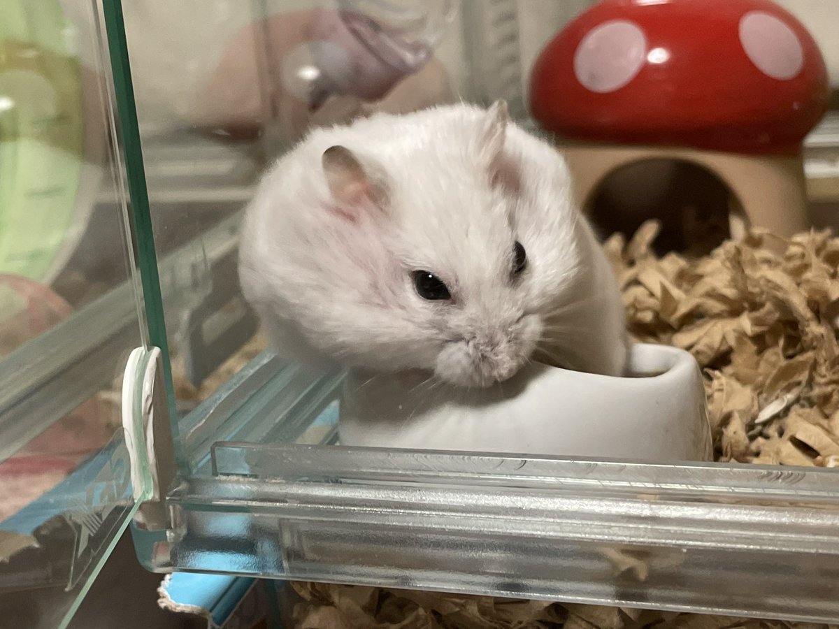 hlUutqn1jmsFbvW's tweet photo. A hamster that accumulates food at home.エサを家に溜め込むハムスター。#木綿子さん👩‍🦳 #MsCott... https://t.co/4727oSnYyC @YouTubeより https://t.co/kmdfysCq4x