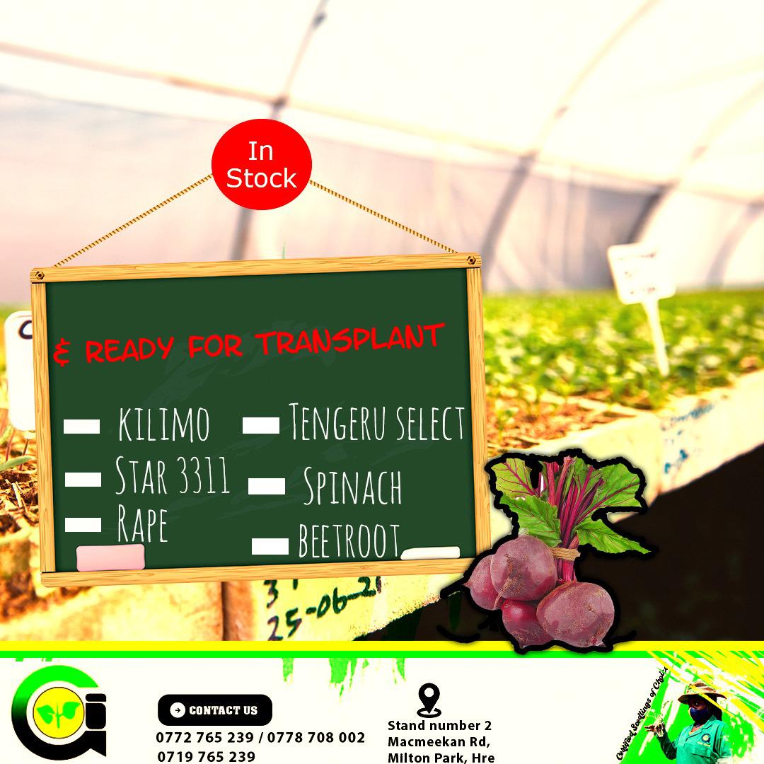 GlerbyNursery's tweet photo. Glerby Nursery guarantees quality, healthy, and certified seedlings of choice.
For all inquiries and bookings reach us on:0778708002/ 0772765239/0719765239
#farming #horticulture #farmlifeisthebestlife #glerbynursery
#certifiedseedlings #seedlingsofchoice https://t.co/b8S7s8hHdz