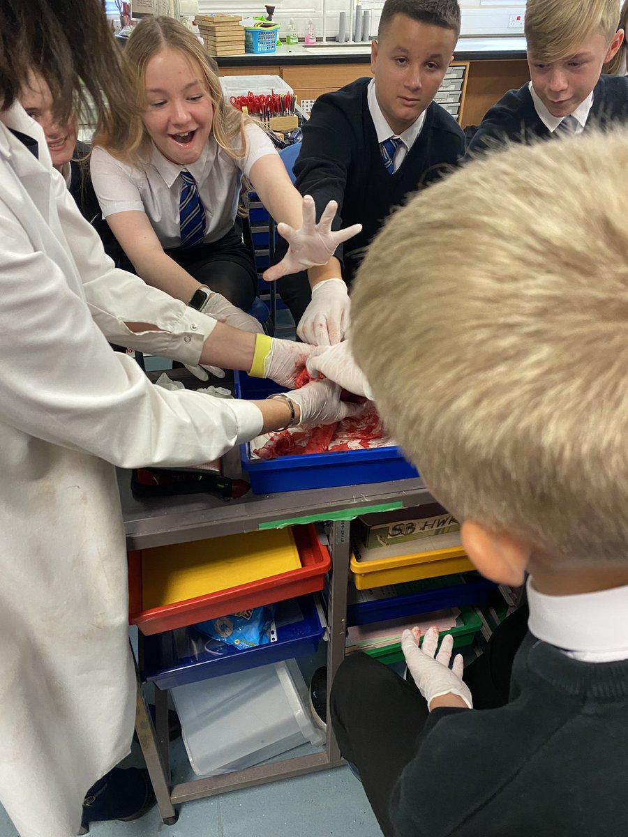 Fantastic hands on learning happening in <a href="/KirkintillochHS/">KHS</a> S3 #biology today! Thank you Mrs Davie for leading the dissection! ❤️ 🔪 ❤️ 🔪 ❤️