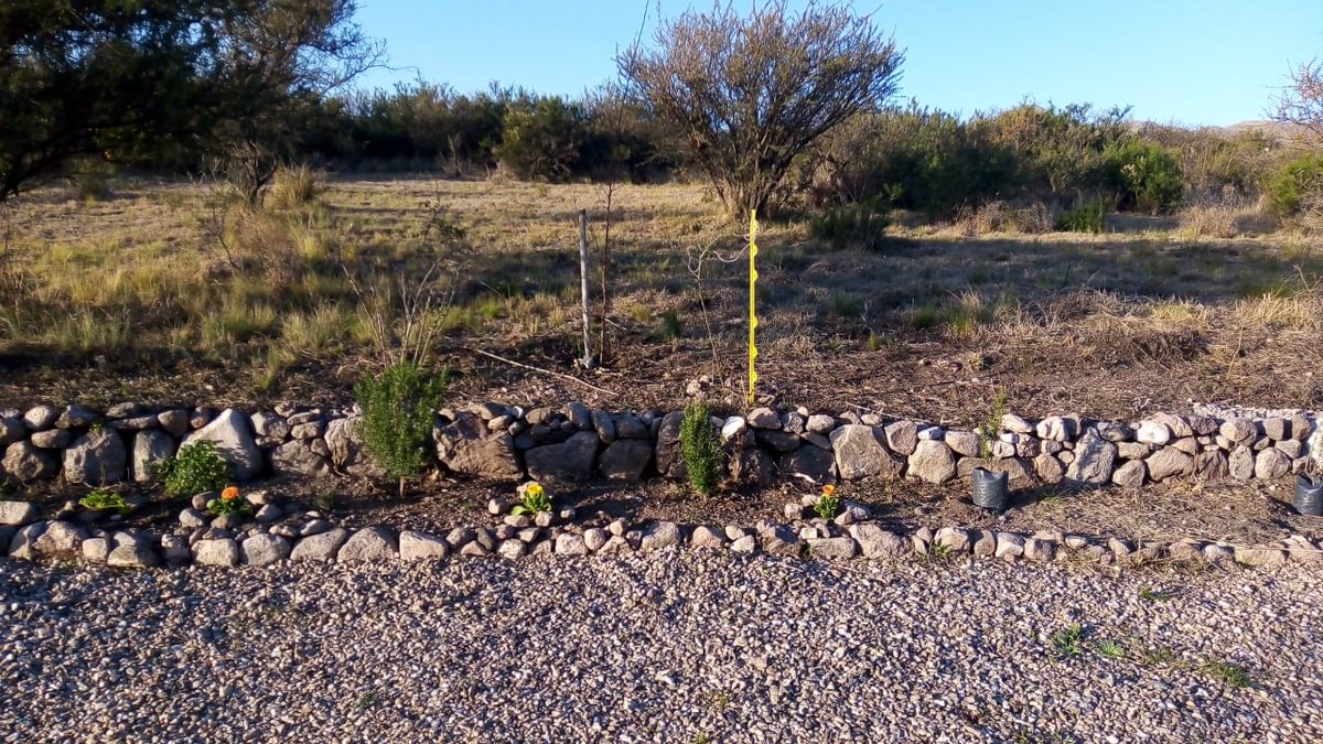 UlisesBarreiro1's tweet image. Se comenzó a plantar Romero, en el predio Mithrandir (a medida que la sobras de construcción avanzan, la forestación también). Por otro lado ya comenzaron las reservas de los primeros amigos :) del evento de @CardanoSolar @CardanoStiftung Cardano de Buenos Aires (UTN).