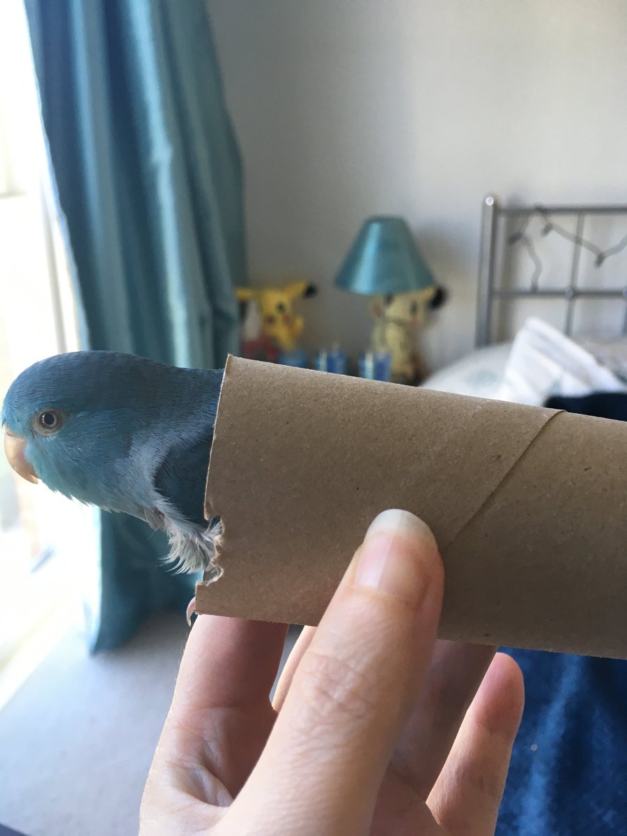 Jenlovesgames_'s tweet photo. "It's dangerous to go alone, take this."
#parrotlets #parront #parrots https://t.co/hZ56QMGNgp