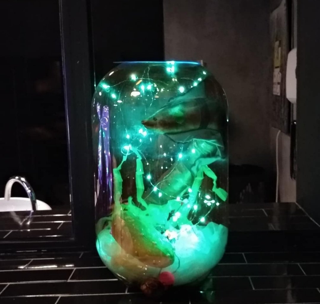 🌙🐠🐠🐠
#ArtistOnTwitter