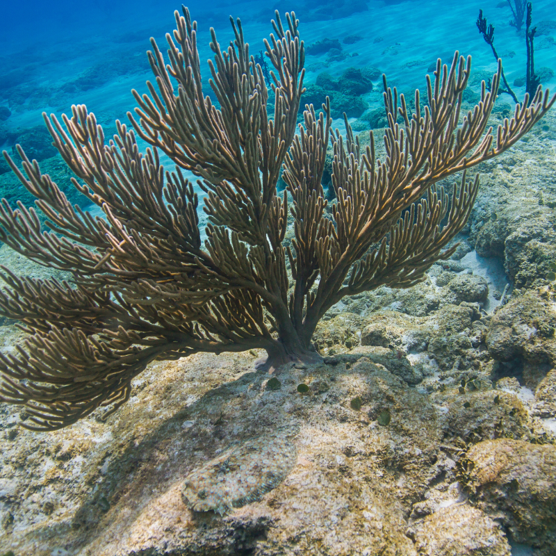 EU_MARE's tweet photo. A step forward in the protection of deep-sea vulnerable ecosystems.

@EU_Commission acts to close 87 sensitive zones to all bottom gears in the 🇪🇺 waters of the North-East Atlantic, after extensive consultations with Member States &amp; stakeholders.

#EUBiodiversity #VME #DeepSea