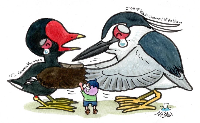 狩猟鳥獣の指定から解除されたんだって。 