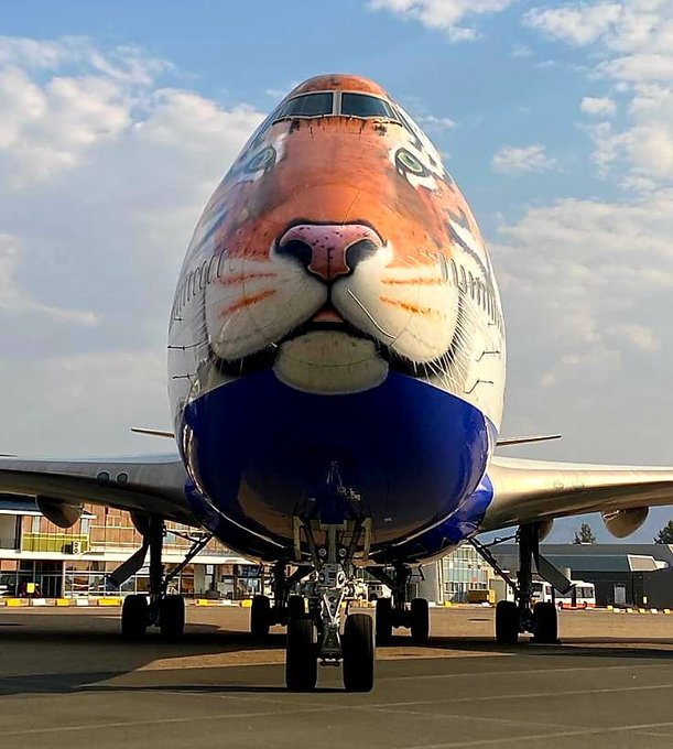 uday_birje's tweet photo. Five female and three male #cheetahs have arrived in India by a special Aircraft from Namibia. They will be released in the wild on 17th September by PM @narendramodi  into Madhya Pradesh's Kuno National Park. #Cheethas in India were extinct in 1948

#CheetahIsBack https://t.co/D7eDG3JhUO