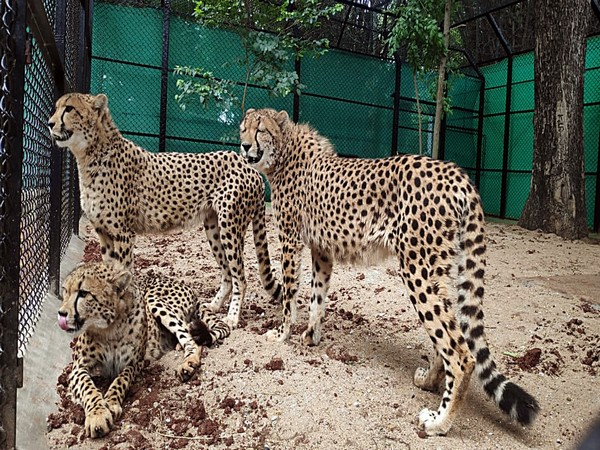 uday_birje's tweet photo. Five female and three male #cheetahs have arrived in India by a special Aircraft from Namibia. They will be released in the wild on 17th September by PM @narendramodi  into Madhya Pradesh's Kuno National Park. #Cheethas in India were extinct in 1948

#CheetahIsBack https://t.co/D7eDG3JhUO