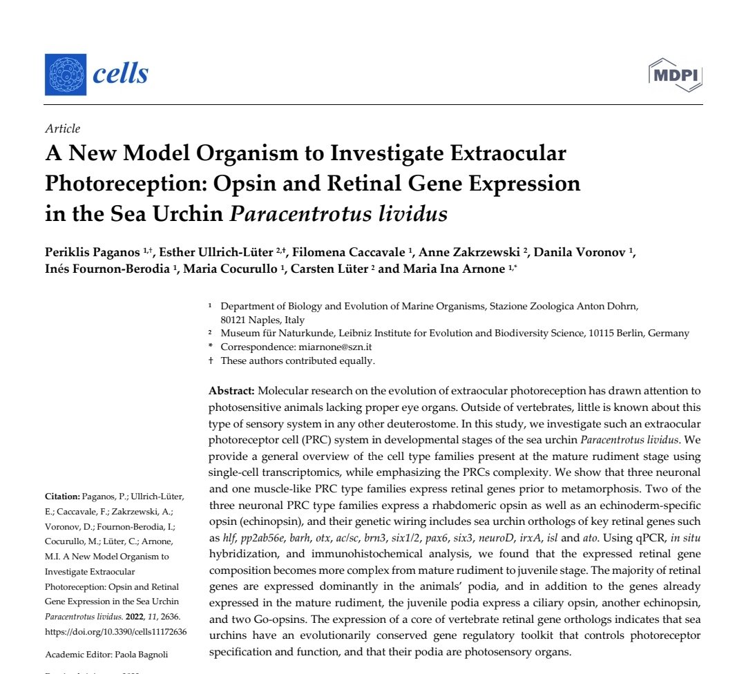 DanVoronov's tweet photo. Check out our recent paper on vision in sea urchins in @Cells_MDPI, and all the awesome people involved @PaganosPeriklis, Esther Ullrich-Lüter, @filo_caccavale, @zak_an, @ines_fournon, @Maria_Cocurullo,  Carsten Lüter and @ArnoneLab https://t.co/AvOTe0zVO6