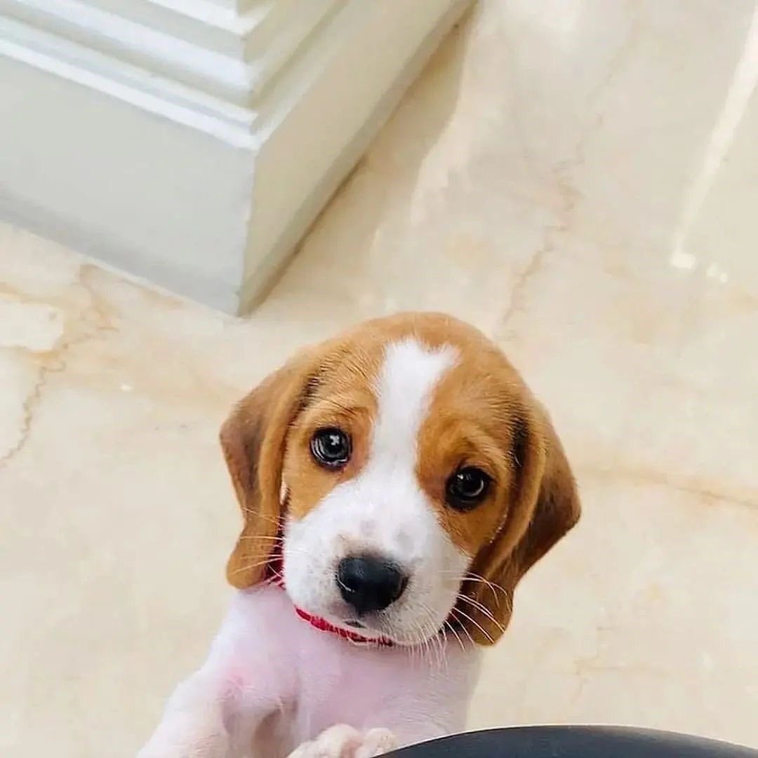 _beagle_Dog's tweet photo. The dog look very butiful
#dog
#beagle
#beagles https://t.co/O1hdpe3nQe