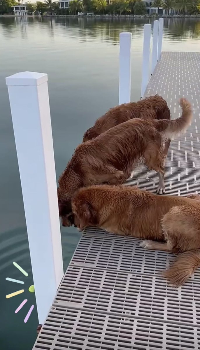 NachoCFry's tweet photo. @TheGoldenRatio4 The elder brown boys taught me to glean man’s fate from the mystical tennis bol✨ 
(I’m learning so much here☺️) https://t.co/VCkeALsKAd