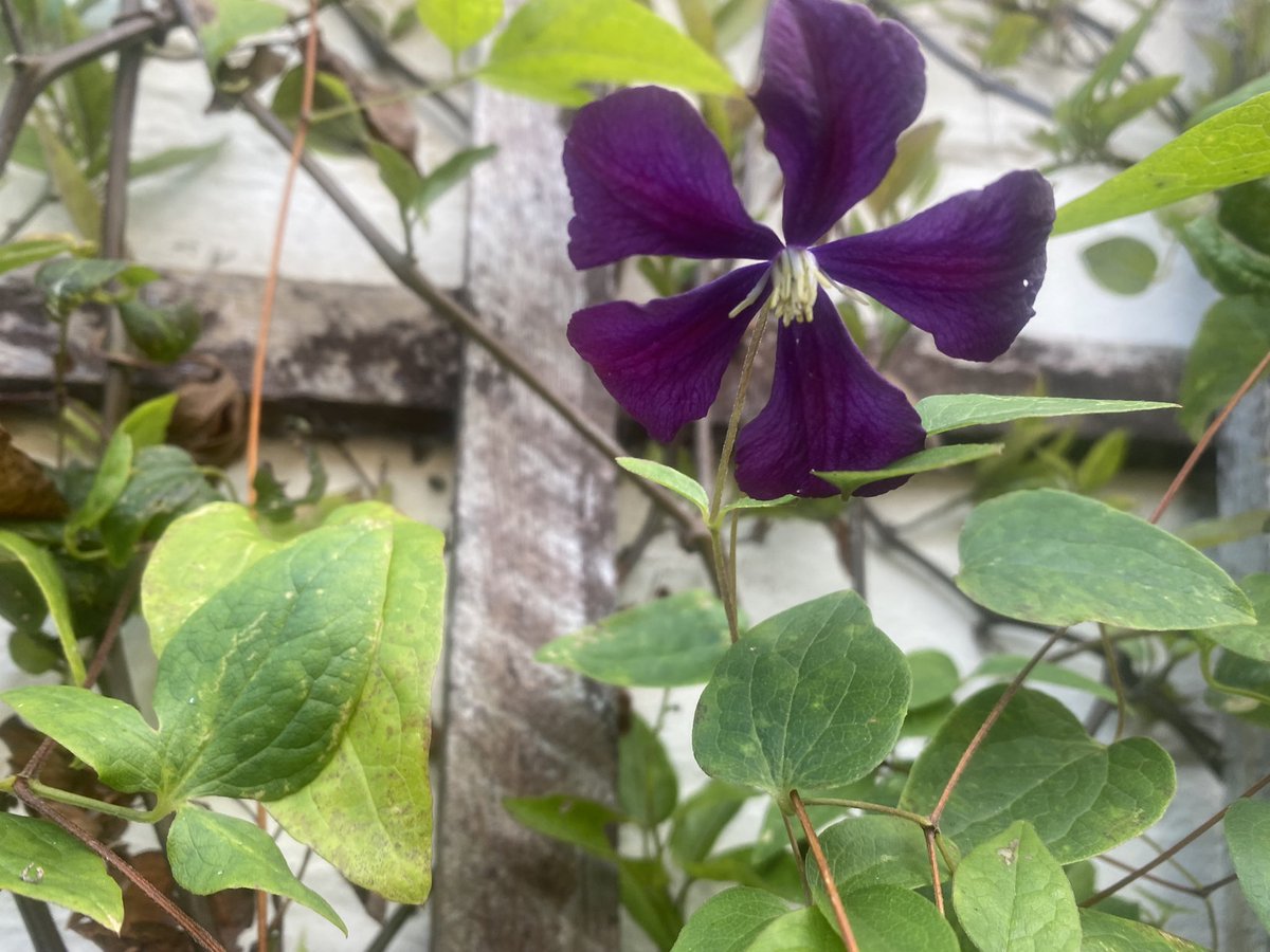 suewatling's tweet photo. In challenging times l go outside the back doorโฆ then l go to the allotment - so more pictures may followโฆ๐ #findingtheplotagain https://t.co/TjC9CIft85