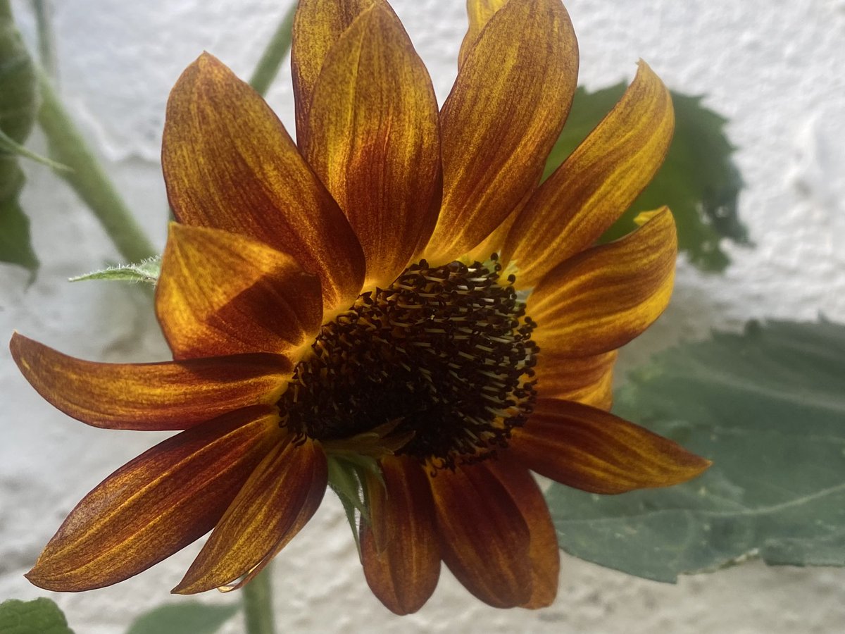 suewatling's tweet photo. In challenging times l go outside the back doorโฆ then l go to the allotment - so more pictures may followโฆ๐ #findingtheplotagain https://t.co/TjC9CIft85
