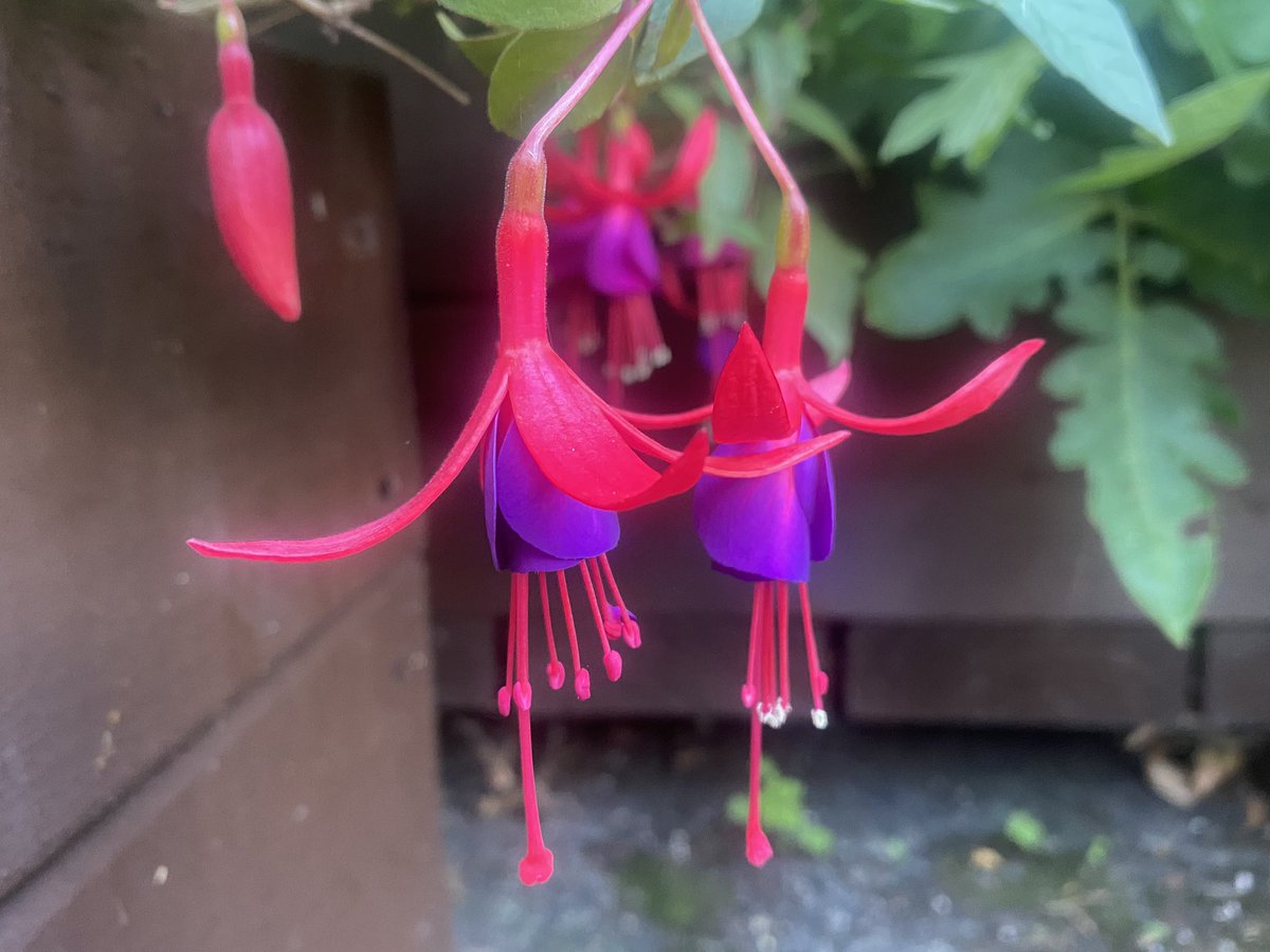 suewatling's tweet photo. In challenging times l go outside the back doorโฆ then l go to the allotment - so more pictures may followโฆ๐ #findingtheplotagain https://t.co/TjC9CIft85