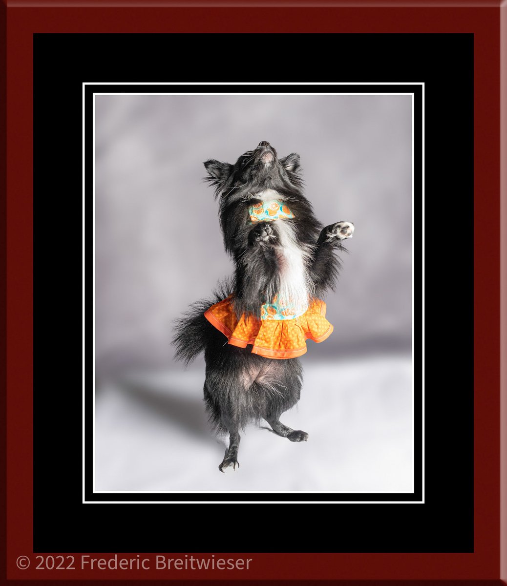 Dog Photographer tweet media