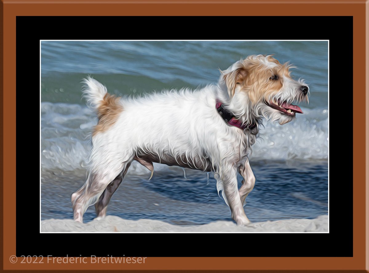 Dog Photographer tweet media