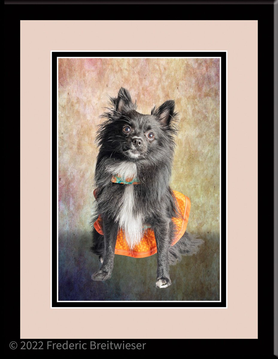 Dog Photographer tweet media