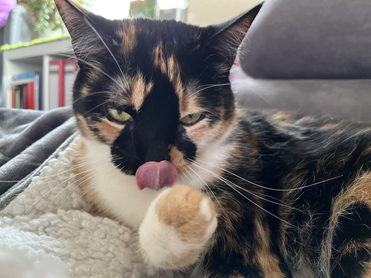 MajaTheCat1's tweet photo. #cats #CatsOfTwitter #CatsOnTwitter #CalicoCrew #ToungueOutThursday #evilstare https://t.co/w348xgWZGh